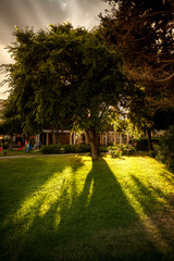 view of sun shining through big lush tree at park