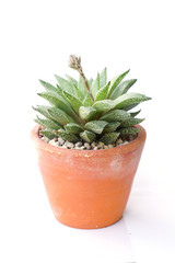 cactus in the pot