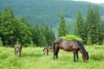 Fototapeta na wymiar Horses 03