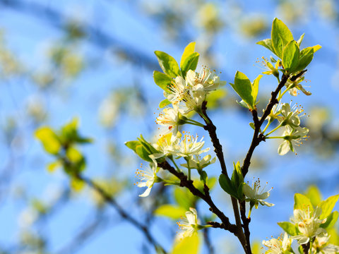 Nature. White blossoms on the branch of apple tree
