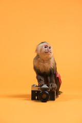 Monkey with retro vintage camera