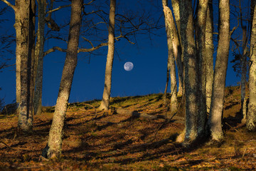 Cataloochee Valley Moonset