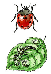 Coccinellidae. A plant pest. Botany