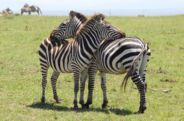 Fototapeta na wymiar kuschelnde Zebras