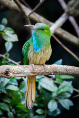 Close up portrait of Blue-bearded Bee-eater