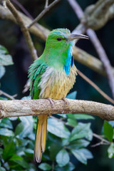 Blue-bearded Bee-eater  spreading her feather in nature