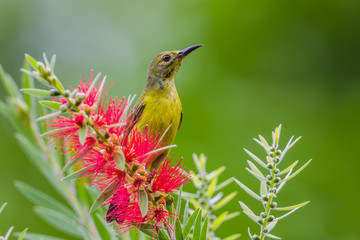 Right side of Plain Sunbird(Anthreptes simplex)