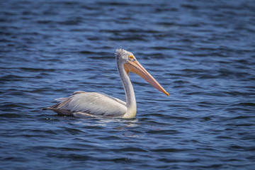 Right side of Spot-billed pelican(Pelecanus philippensis)