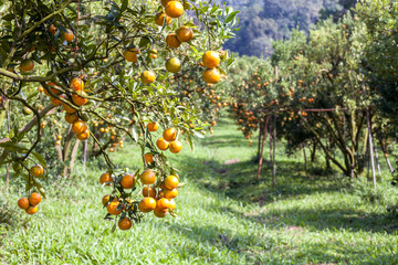 Orange tree