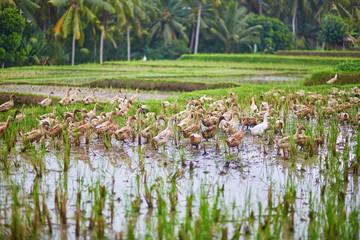 Ducks on rice fields near Ubud, Bali, Indonesia