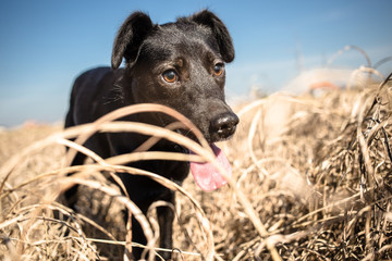 Black mixed breed dog in yellow grass