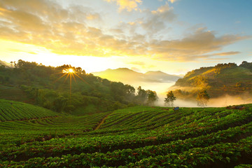 Fototapeta na wymiar misty morning sunrise in strawberry garden at Doi Ang-khang moun