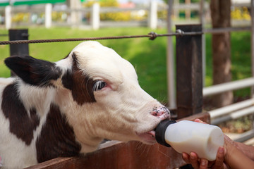 little baby cow feeding from milk bottle