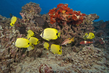 Hawaii Tropical Butterfly Reef Fish