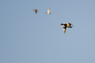 Mallard Duck Flying in a Busy Blue Sky