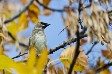 Cedar Waxwing Perched in an Autumn Tree