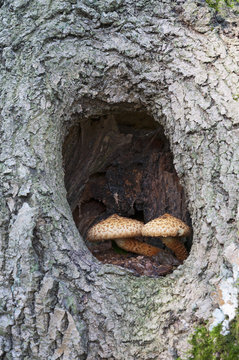 Two mushrooms in hole