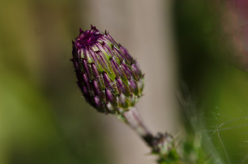 Thistle Bud About to Open