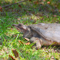 Florida Softshell Turtle (Apalone ferox)
