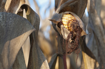 Corn field detail at morning