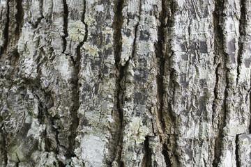 bark texture