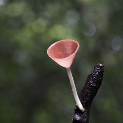 Champagne Mushroom