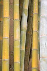 bambous géants