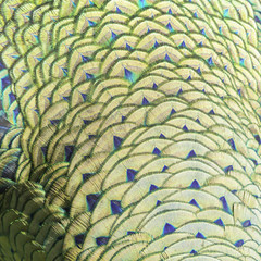 green peacock feathers