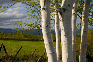 Birch Trees Abstract