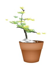 Obraz premium A Beautiful Spruce Tree in Flower Pots