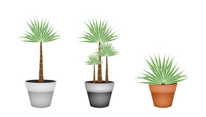 Three Palm Trees in Ceramic Flower Pot