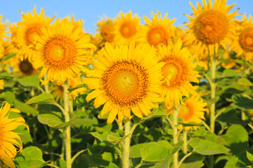Obraz premium Sunflower Field.