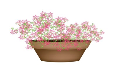 Beautiful Pink Flowering Plants in Flower Pot