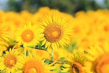 Sunflower Field.