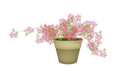 A Pink Flowering Plants in Flower Pot