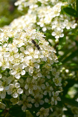 다양한 종류의 봄꽃축제