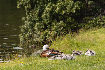 paradise shelduck with ducklings