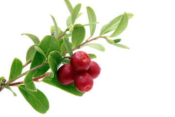 Branch of ripe cowberry