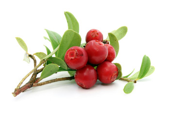 Twig of ripe cowberry © abidika