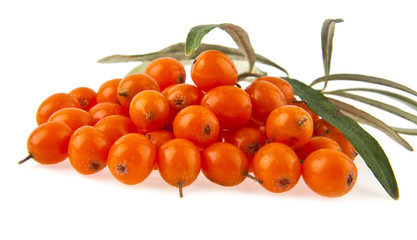 sea-buckthorn