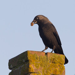 Daw (Corvus monedula) is eating a piece of bread