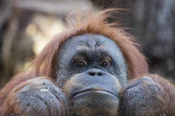 Photo sur Aluminium Singe orangutan monkey close up portrait