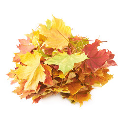 Naklejka na ściany i meble Pile of colorful maple leaves isolated