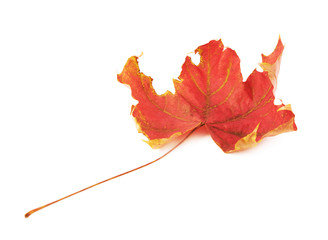 Red autumn maple leaf