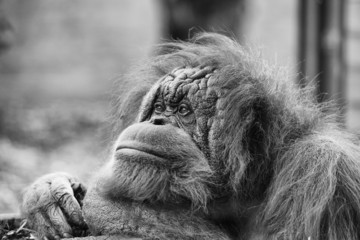 orangutan monkey close up portrait in black and white © Andrea Izzotti