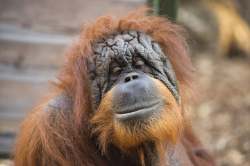 singe orang-outan bouchent portrait
