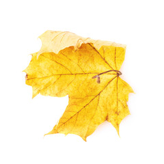 Autumn yellow maple leaf isolated