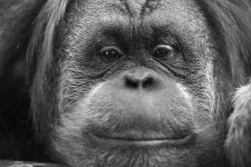 Cercles muraux Singe Singe orang-outan close up portrait en noir et blanc