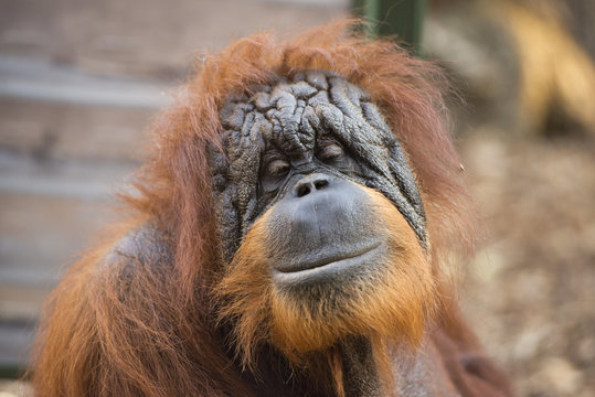 orangutan monkey close up portrait