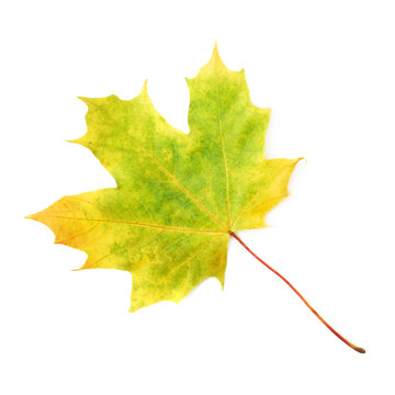 Green autumn maple leaf isolated